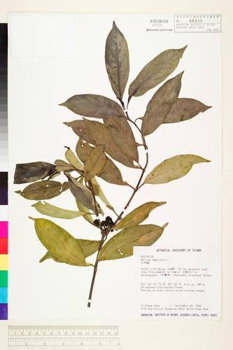 Morinda umbellata L.