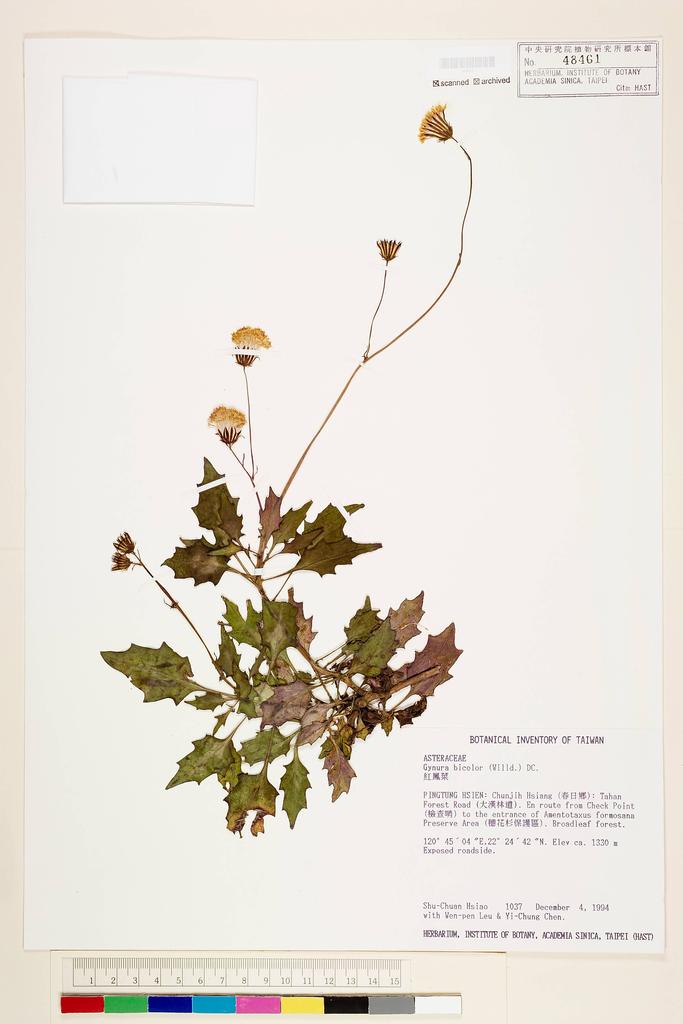 <Unit #45683 Liu, Shu-Chuan | 劉淑娟 | 1037:: | Gynura bicolor (Roxb. & Willd.) DC.>