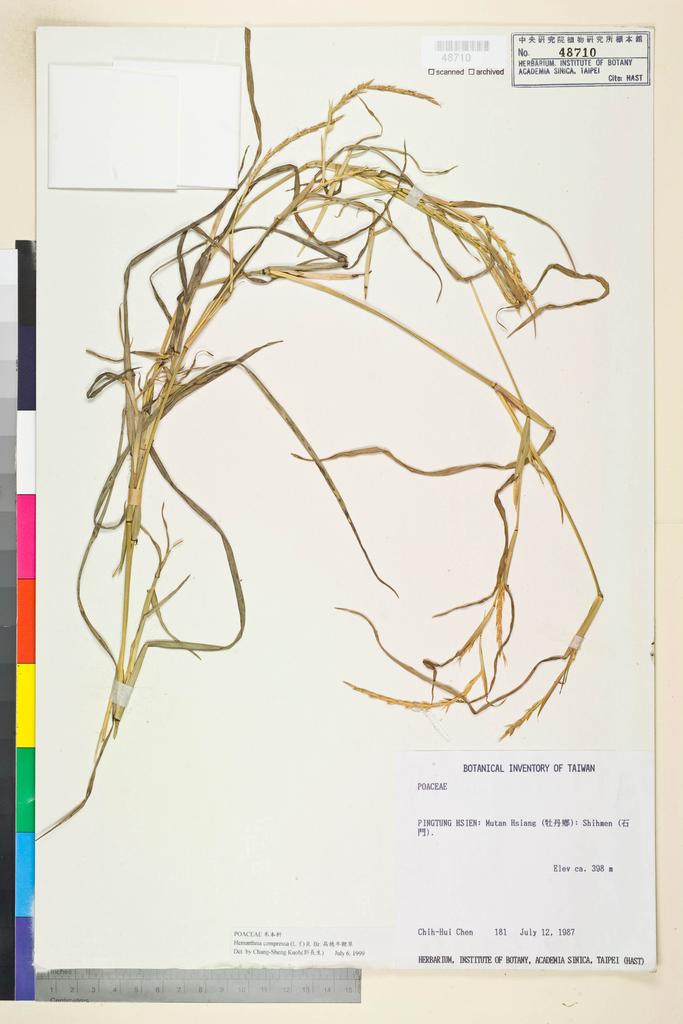 <Unit #4774 Chen, Chih-Hui | 陳志輝 | 181:: | Hemarthria compressa (L. f.) R. Br.>