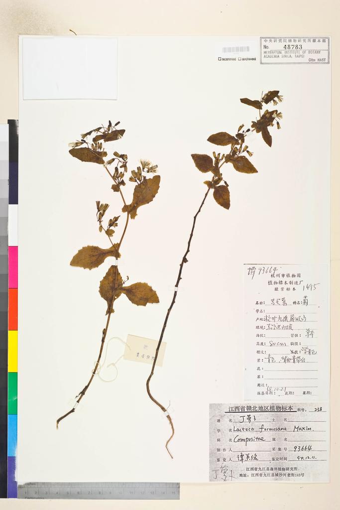 <Unit #112434 Tan, Ce-Ming | 譚策銘 | 93664:: | Lactuca formosana Maxim.>
