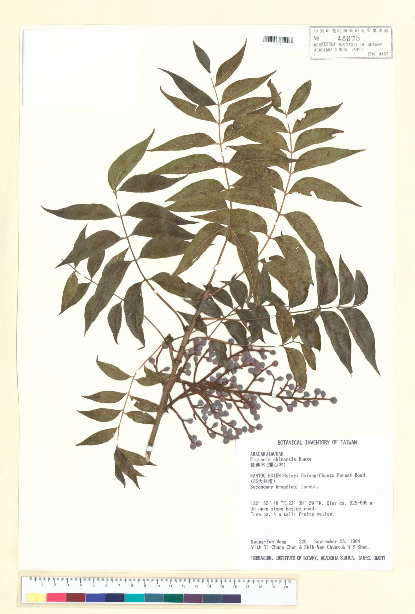 Sample image for viewer