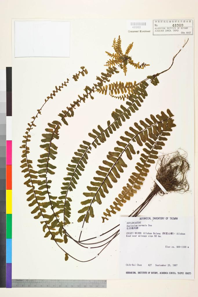 <Unit #3283 Chen, Chih-Hui | 陳志輝 | 427:: | Asplenium normale D. Don>