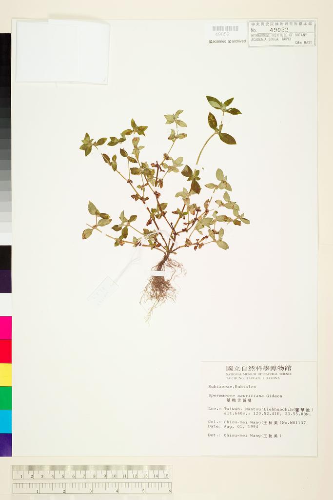 <Unit #41589 Wang, Chiu-Mei | 王秋美 | 1137:: | Spermacoce mauritiana Gideon>