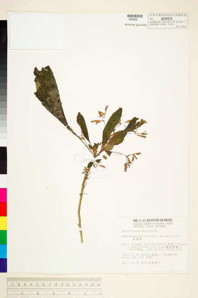 <Unit #42745 Wang, Chiu-Mei | 王秋美 | 1058:: | Rhynchotechum discolor (Maxim.) B. L. Burtt>