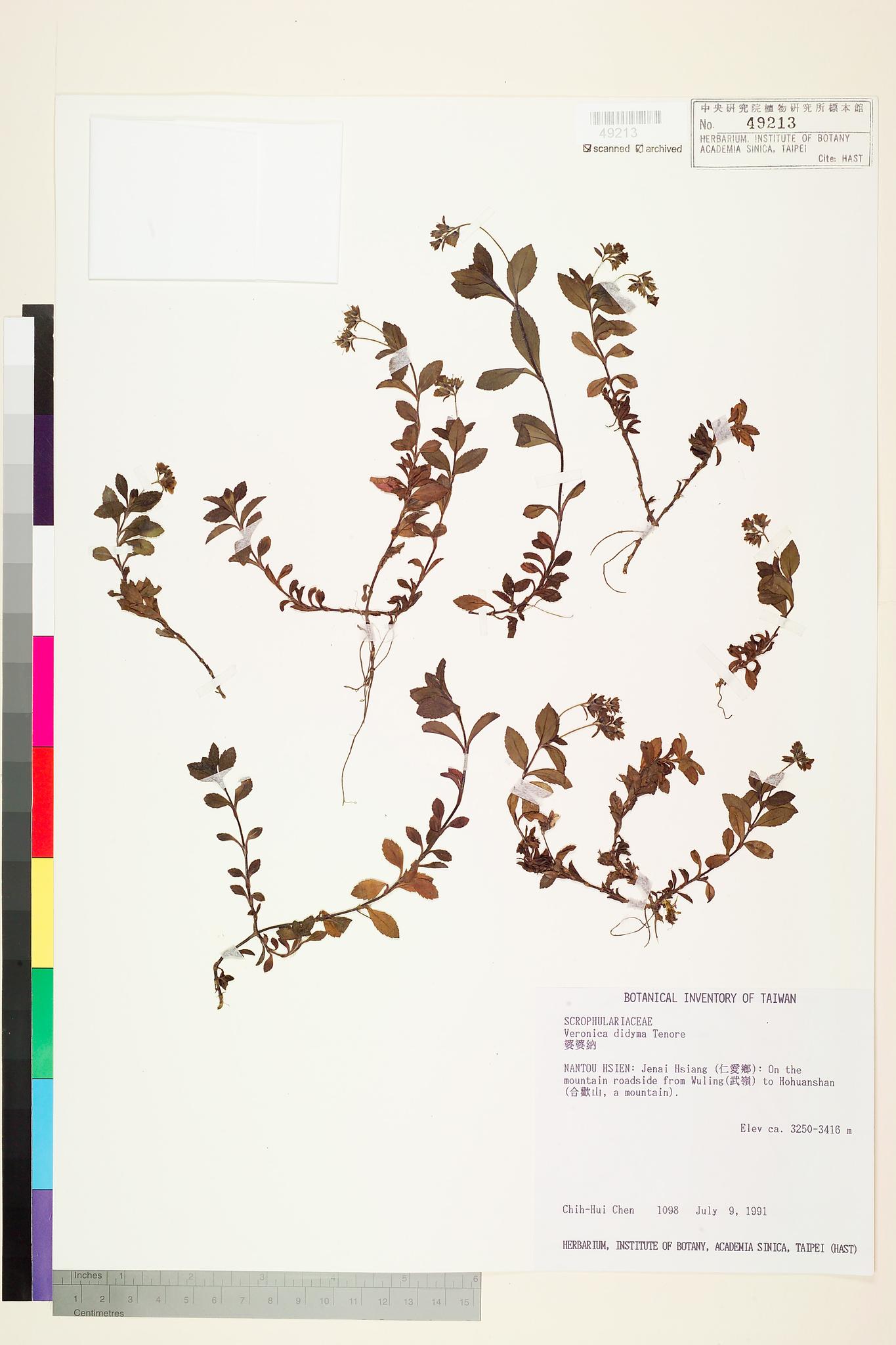 Sample image for viewer