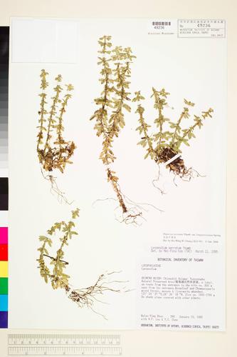 Huperzia serrata (Thunb.) Trev. forma longipetiolata (Spring) Ching