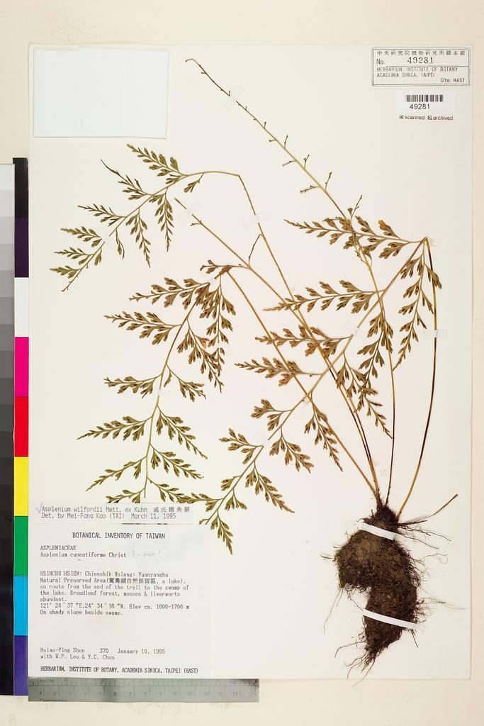 <Unit #4175 Shen, Hsiao-Ying | 沈曉瑩 | 370:: | Asplenium wilfordii Mett. ex Kuhn.>
