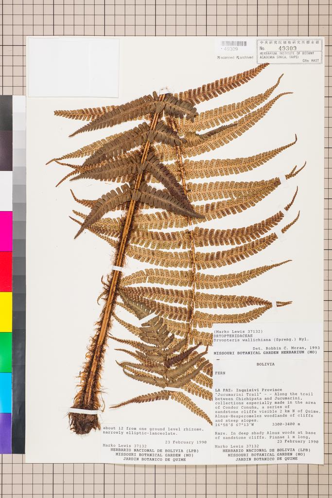 <Unit #128335  | 37132:: | Dryopteris wallichiana (Spreng.) Alston & Bonner>