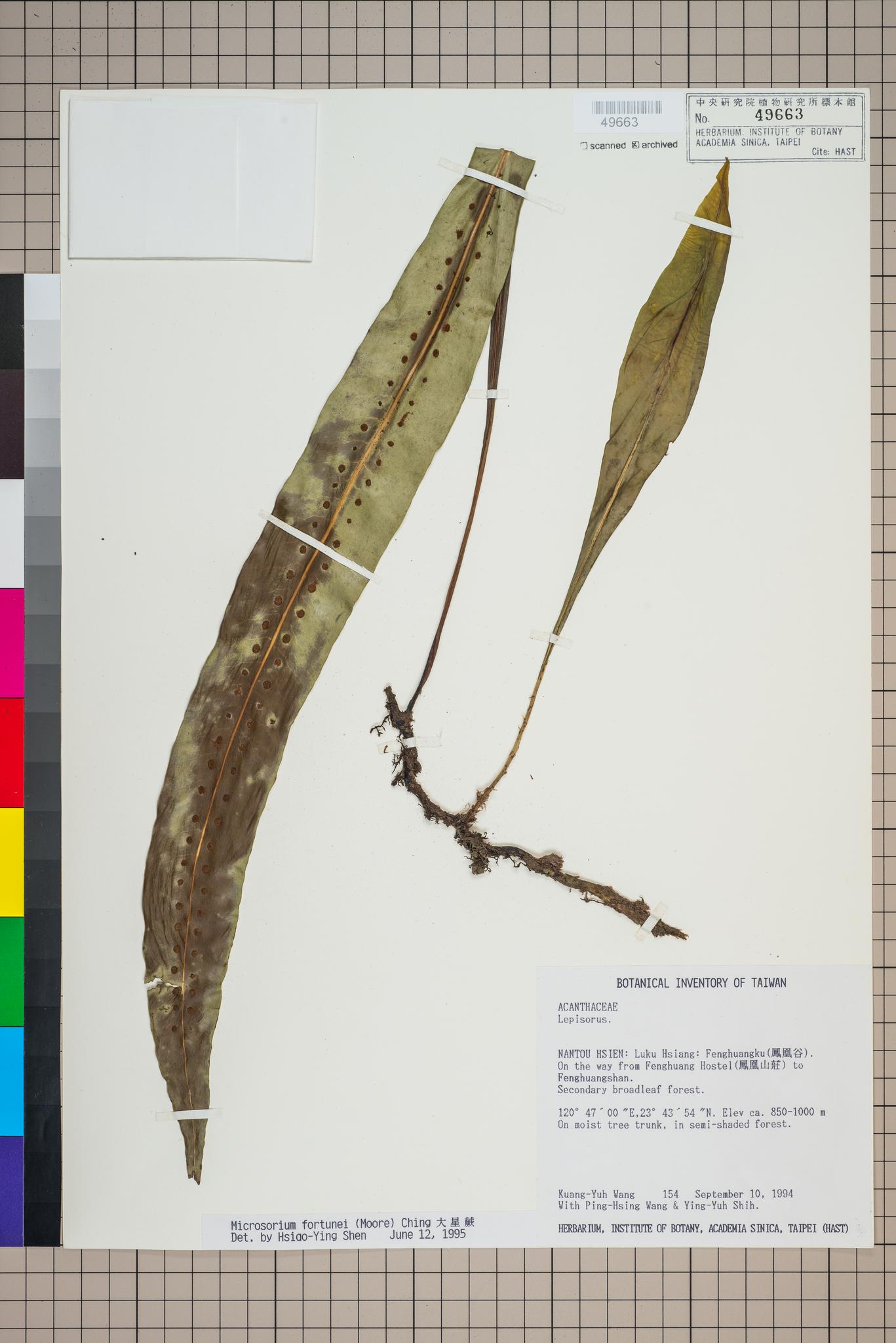 Sample image for viewer