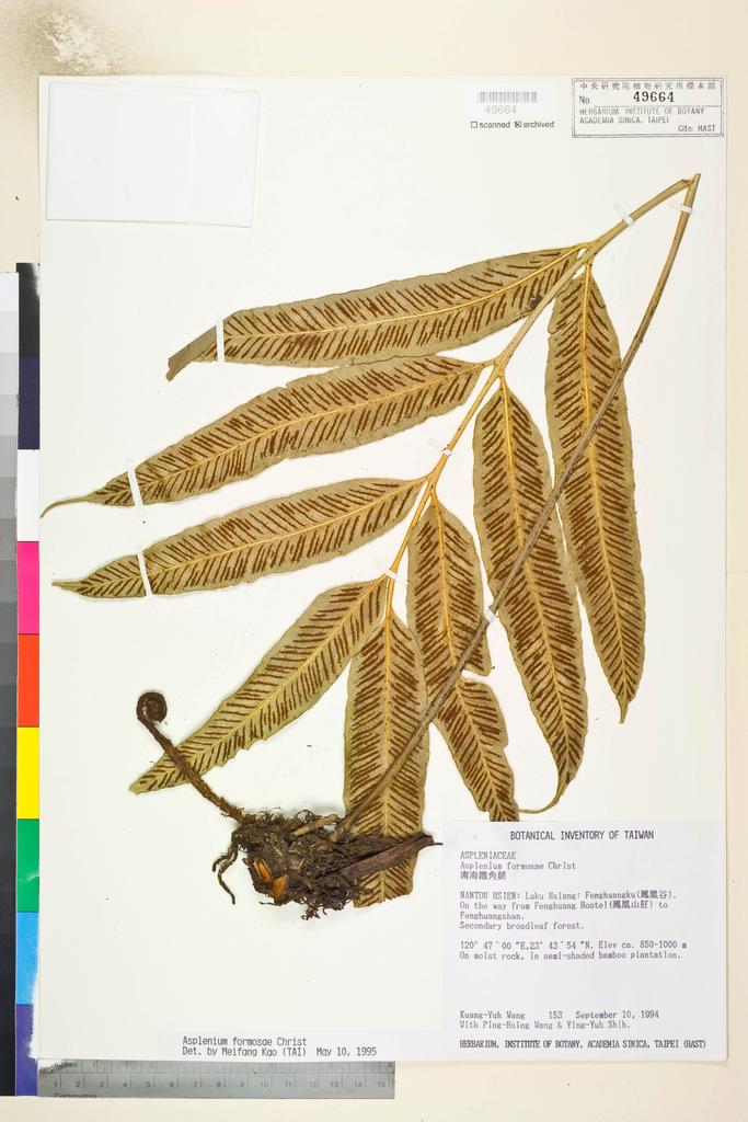 <Unit #5939 Wang, Kuang-Yuh | 王光玉 | 153:: | Asplenium formosae Christ>