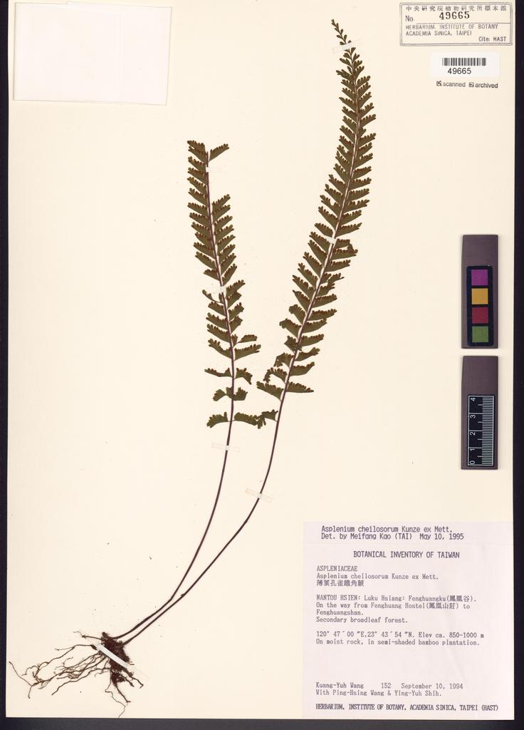 <Unit #5938 Wang, Kuang-Yuh | 王光玉 | 152:: | Asplenium cheilosorum Kunze ex Mett.>