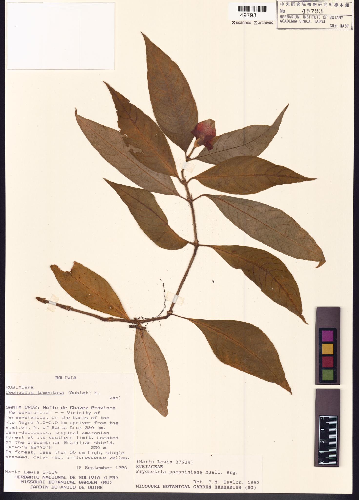 Sample image for viewer