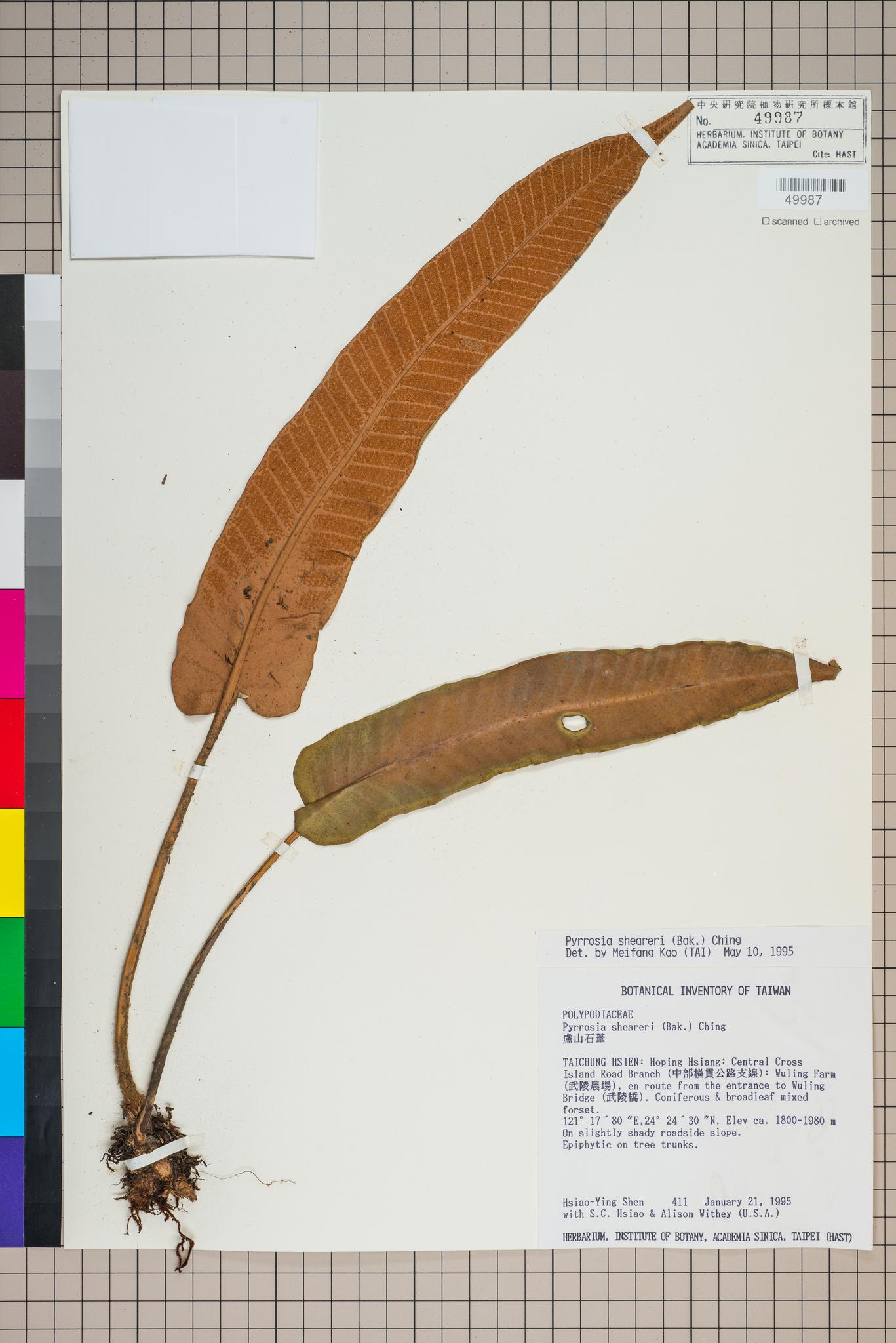 Sample image for viewer