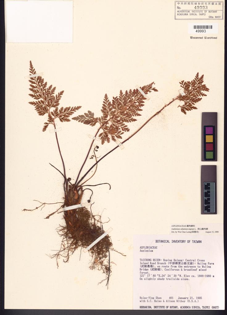 <Unit #8154 Shen, Hsiao-Ying | 沈曉瑩 | 401:: | Asplenium adiantum-nigrum L.>