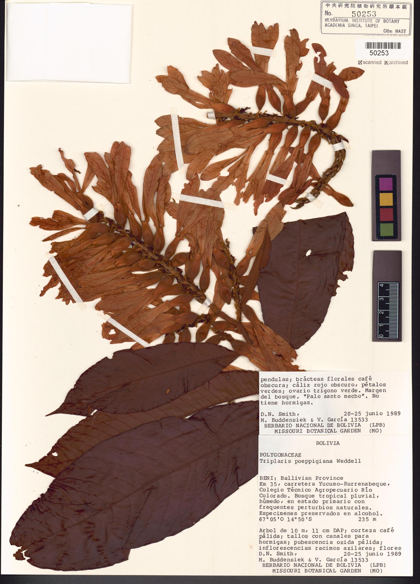 Specimen image