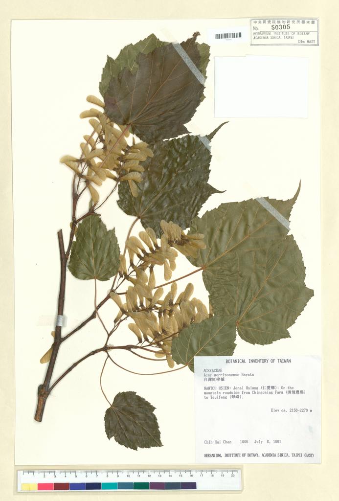 <Unit #40943 Chen, Chih-Hui | 陳志輝 | 1005:: | Acer morrisonense Hayata>
