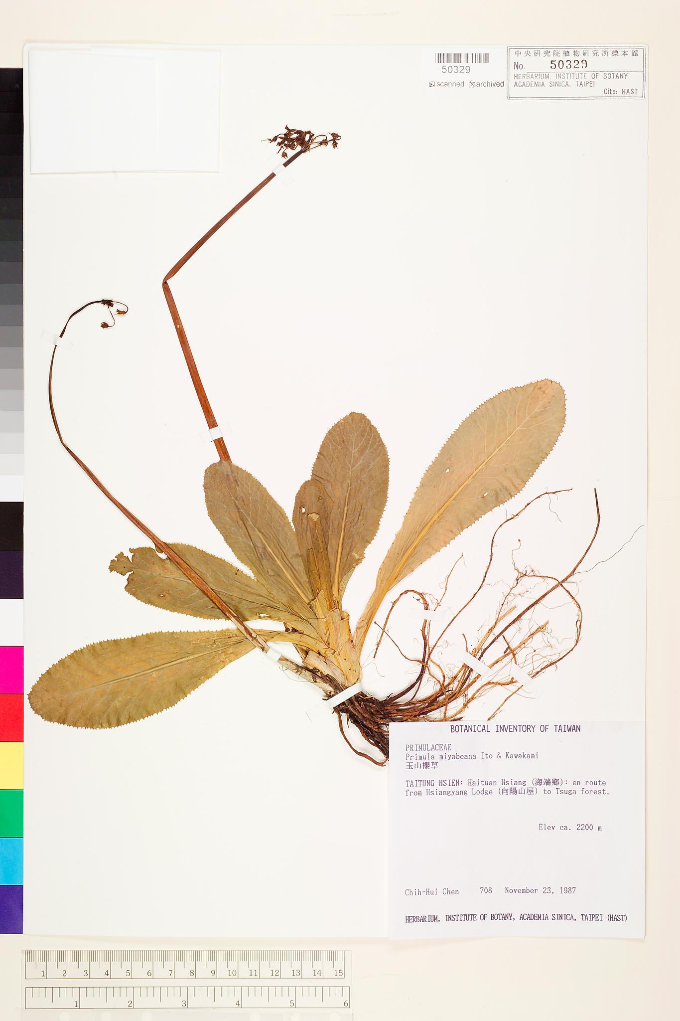 Sample image for viewer