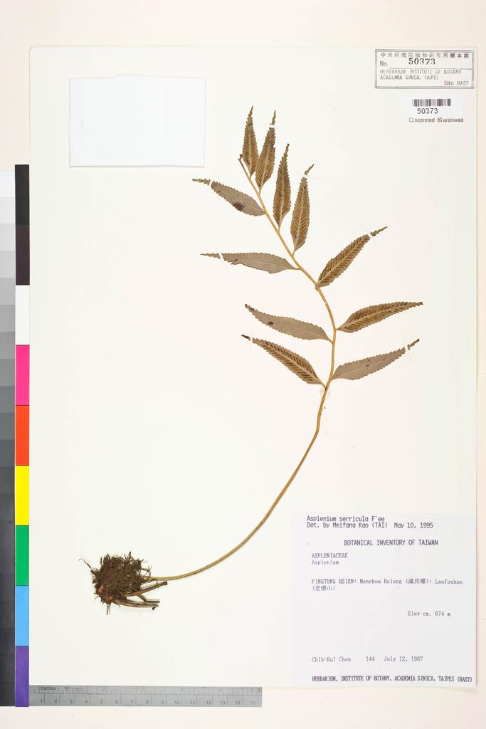 <Unit #1938 Chen, Chih-Hui | 陳志輝 | 144:: | Asplenium serricula Fée>
