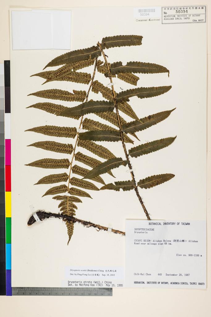 <Unit #6543 Chen, Chih-Hui | 陳志輝 | 449:: | Dryopteris scottii (Bedd.) Ching>