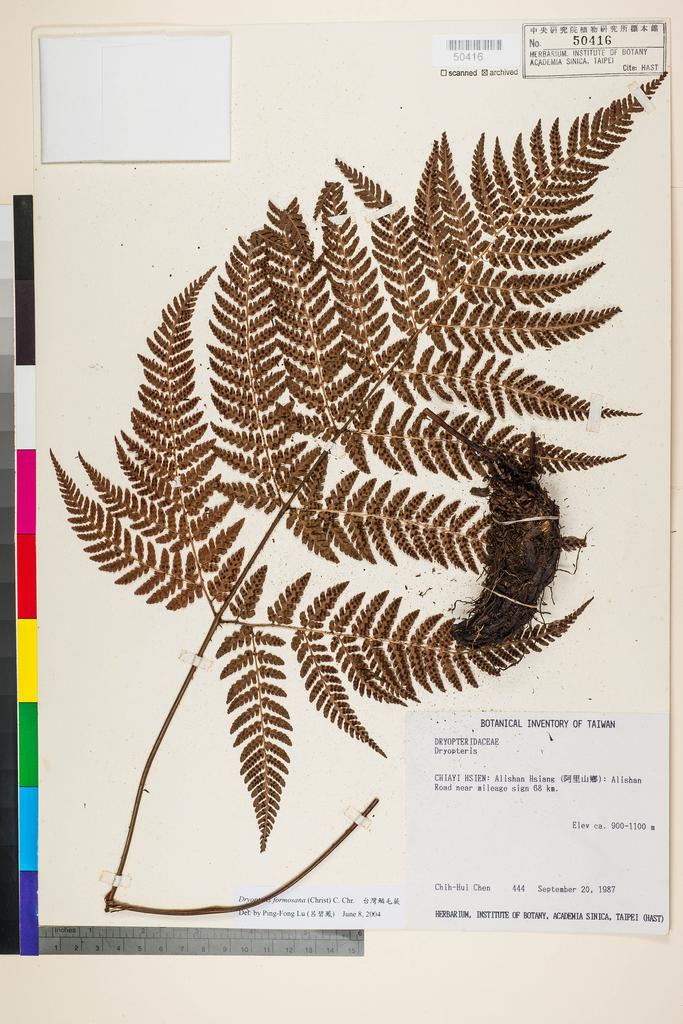 <Unit #5117 Chen, Chih-Hui | 陳志輝 | 444:: | Dryopteris formosana (H. Christ) C. Chr.>