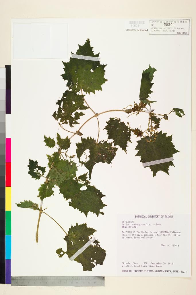 <Unit #4293 Chen, Chih-Hui | 陳志輝 | 908:: | Urtica thunbergiana Sieb. & Zucc.>