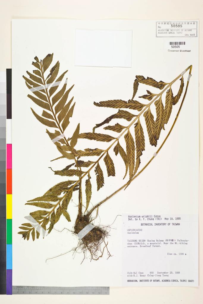 <Unit #4976 Chen, Chih-Hui | 陳志輝 | 909:: | Asplenium wrightii Eaton ex Hook.>