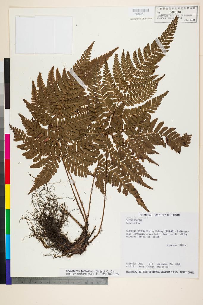 <Unit #3883 Chen, Chih-Hui | 陳志輝 | 912:: | Dryopteris formosana (H. Christ) C. Chr.>