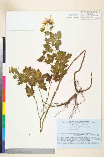 Chrysanthemum