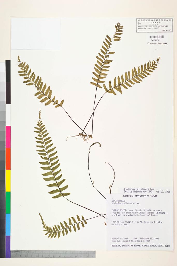 <Unit #6478 Shen, Hsiao-Ying | 沈曉瑩 | 499:: | Asplenium unilaterale Lam.>