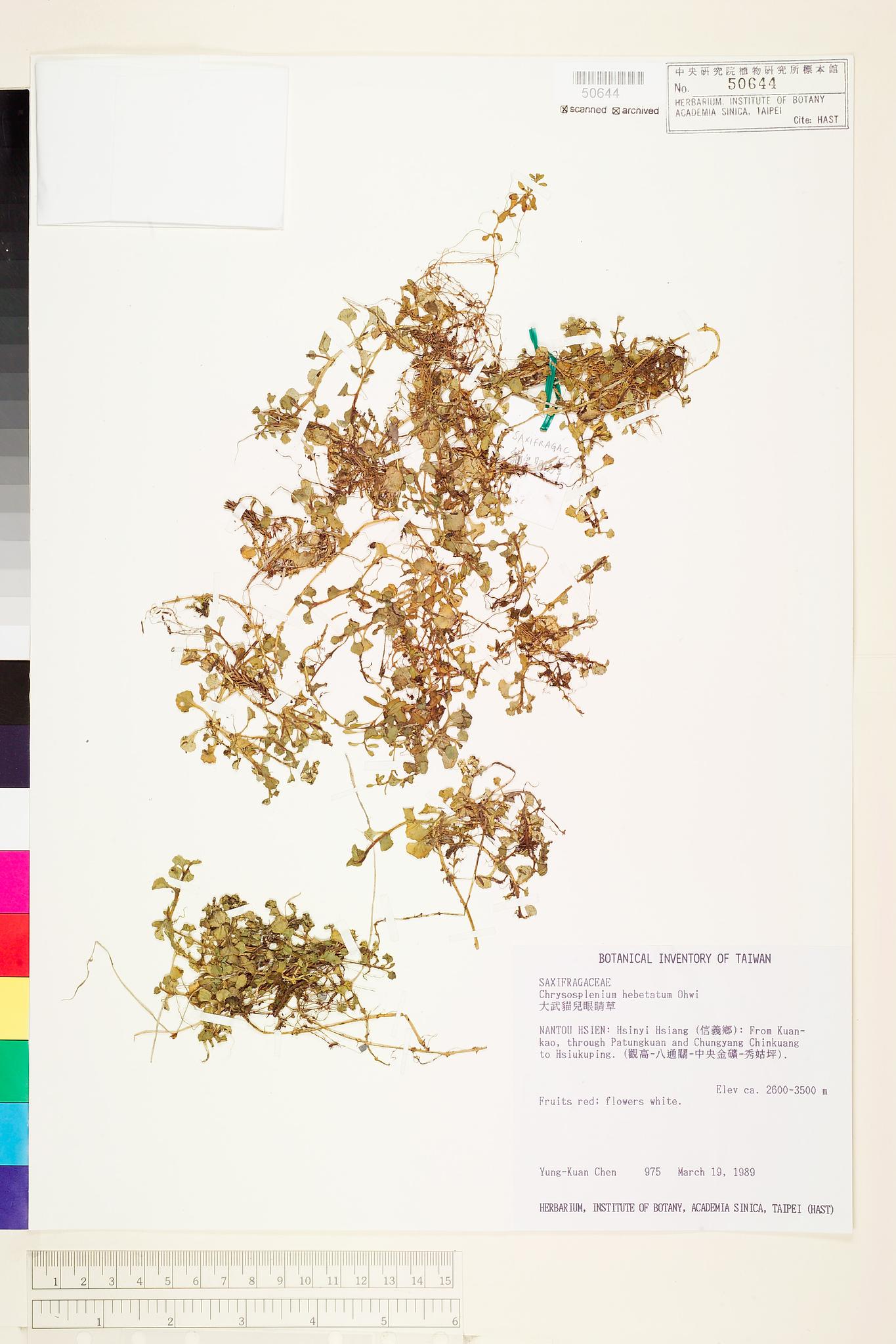 Sample image for viewer