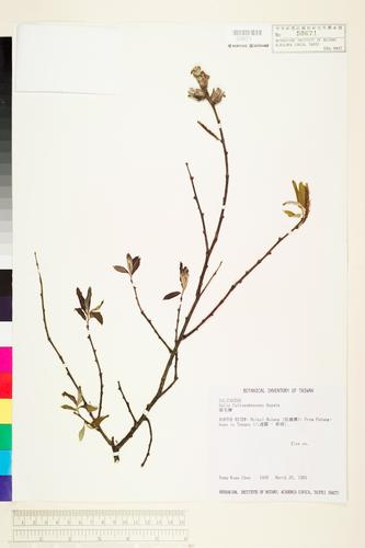 Salix fulvopubescens Hayata
