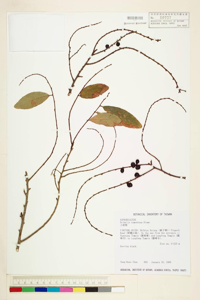 <Unit #37819 Chen, Yung-Kuan | 陳永寬 | 893:: | Bridelia tomentosa Bl.>