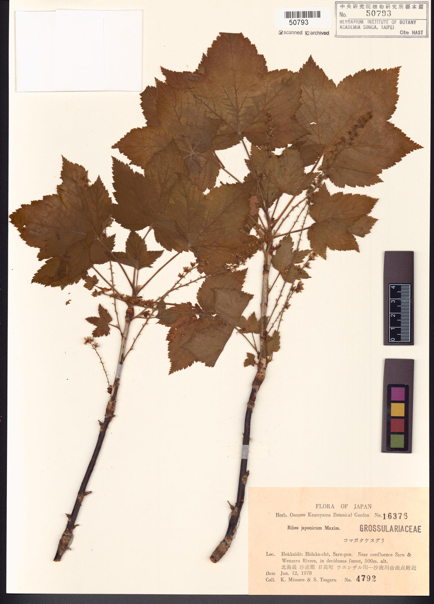 Sample image for viewer