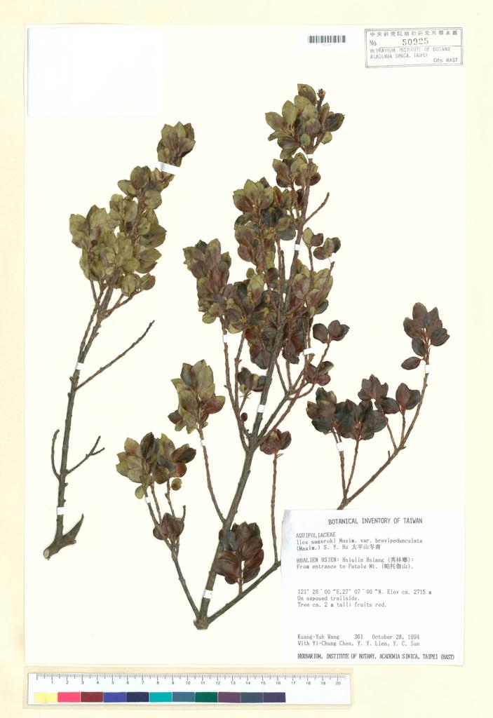 <Unit #8911 Wang, Kuang-Yuh | 王光玉 | 361:: | Ilex sugerokii Maxim. var. brevipedunculata (Maxim.) S. Y. Hu>