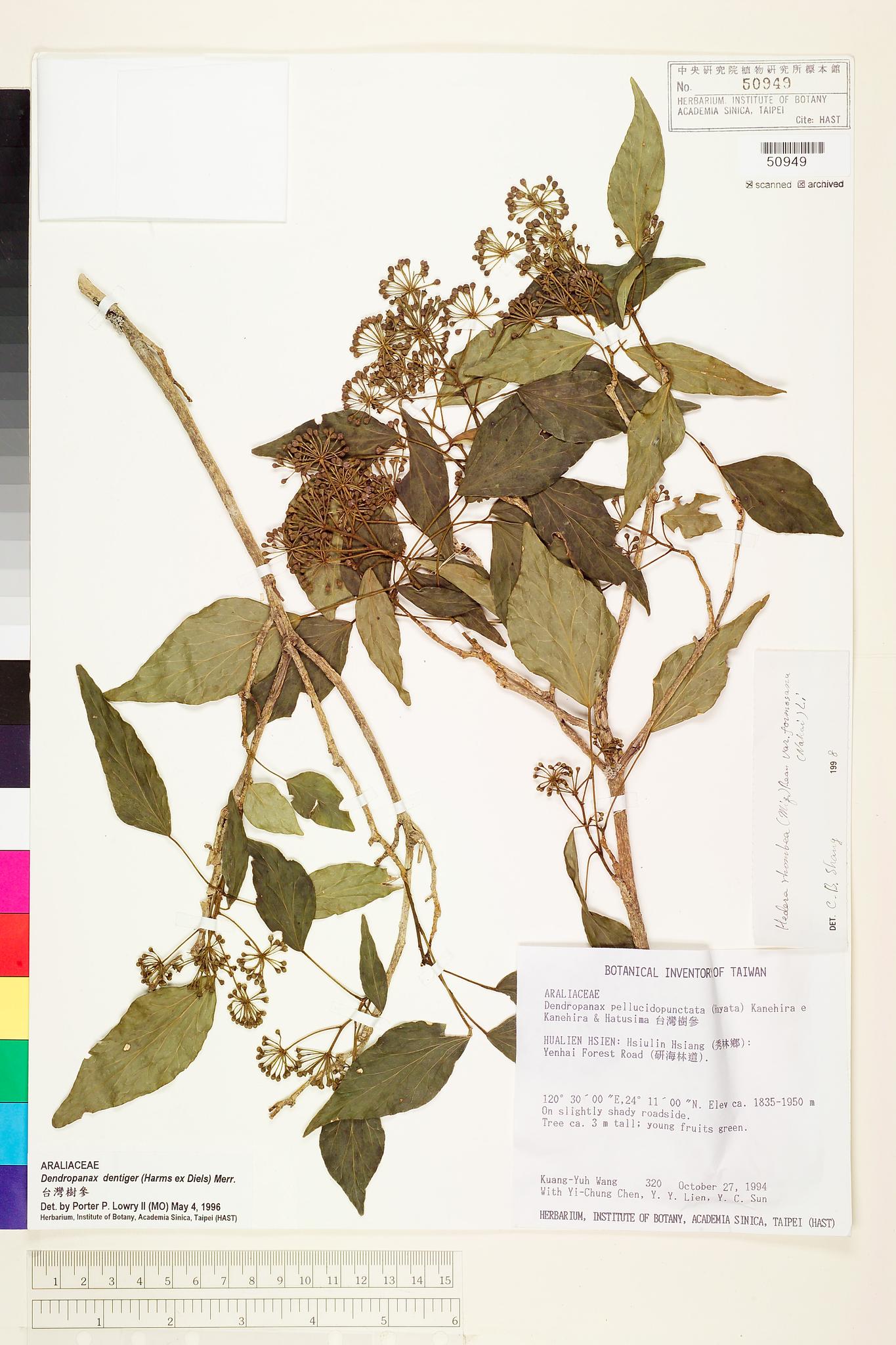 Sample image for viewer