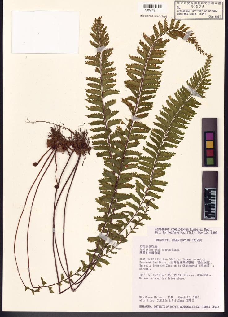<Unit #4857 Hsiao, Shu-Chuan | 蕭淑娟 | 1146:: | Asplenium cheilosorum Kunze ex Mett.>