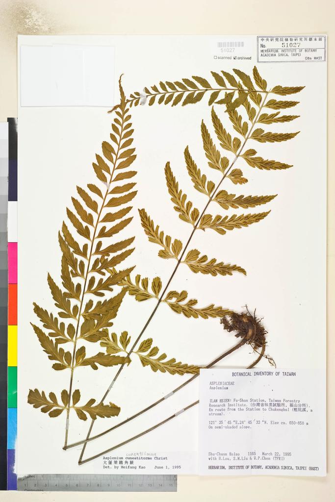 <Unit #7636 Hsiao, Shu-Chuan | 蕭淑娟 | 1165:: | Asplenium cuneatiforme Christ>