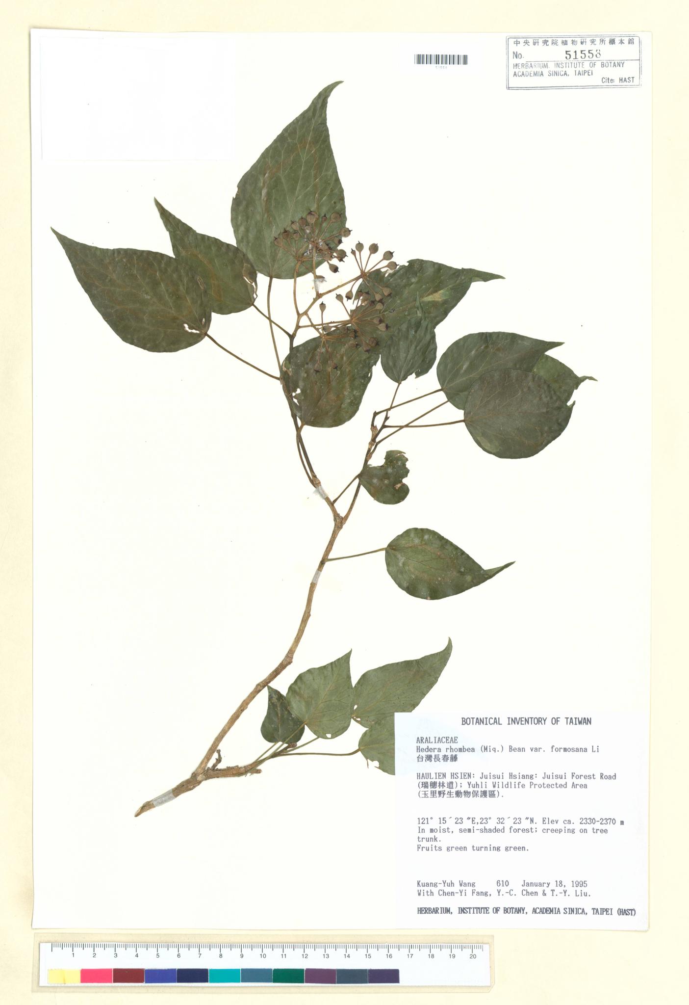 Sample image for viewer