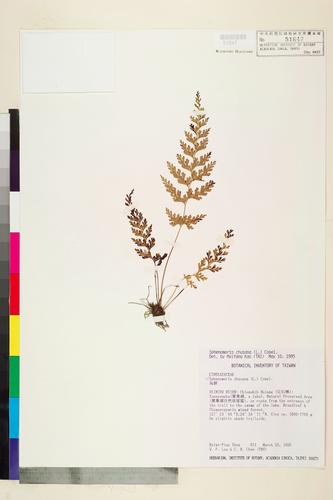 Sphenomeris chusana (L.) Copel.
