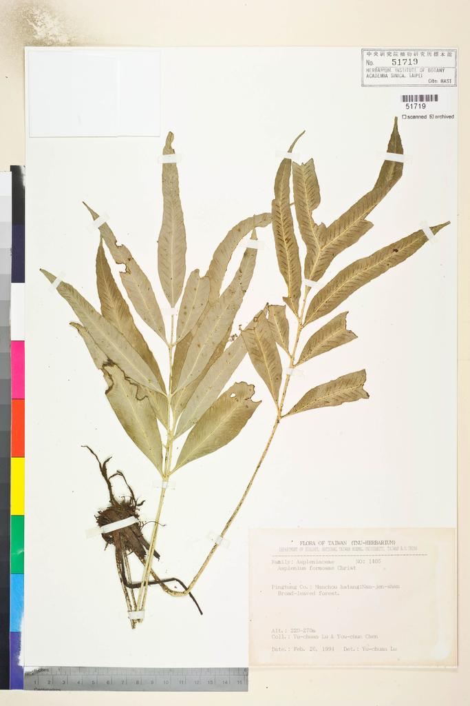 <Unit #84795 Lu, Yu-Chuan | 呂玉娟 | 1405:: | Asplenium formosae Christ>