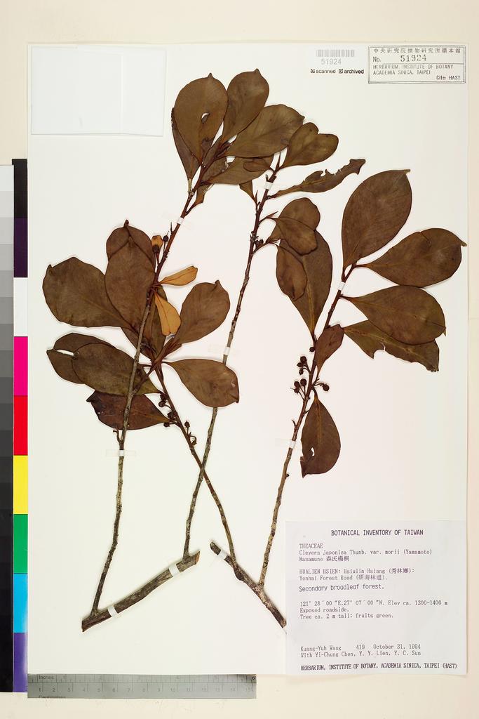 <Unit #9311 Wang, Kuang-Yuh | 王光玉 | 419:: | Cleyera japonica Thunb. var. morii (Yamamoto) Masam.>