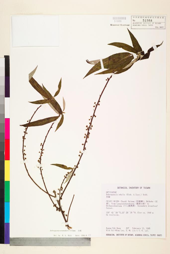 <Unit #77823 Wang, Kuang-Yuh | 王光玉 | 827:: | Debregeasia orientalis C. J. Chen>