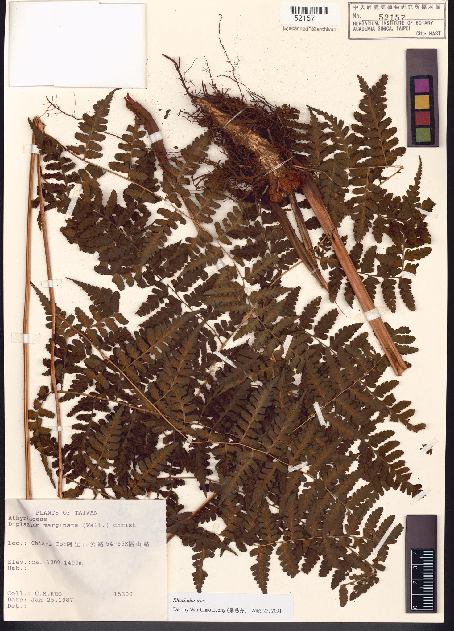 Sample image for viewer