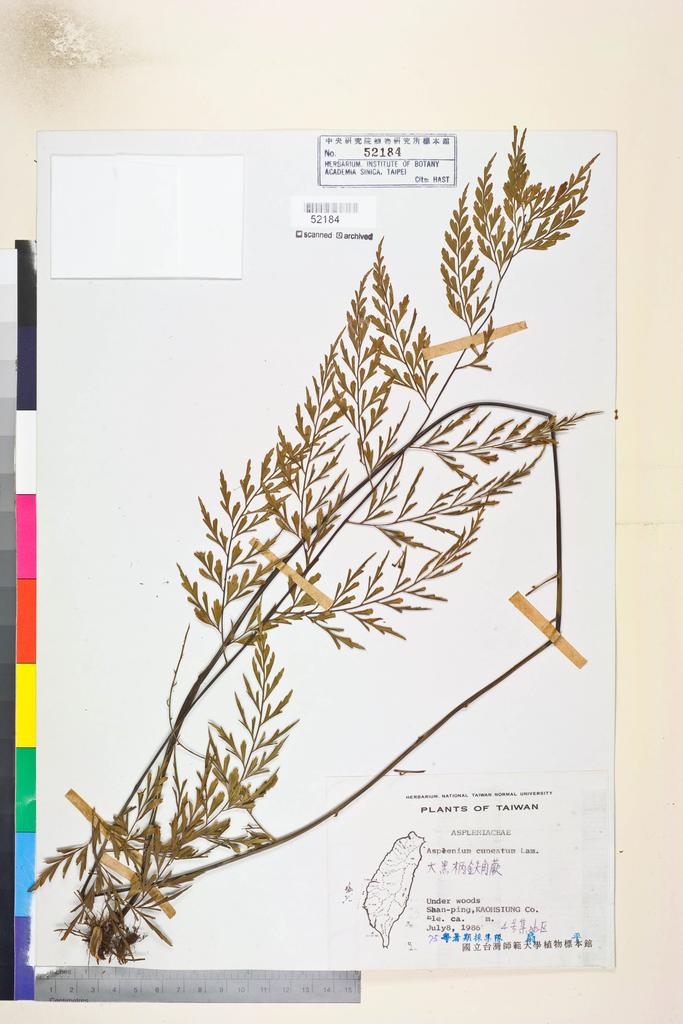 <Unit #82820  | s.n.:: | Asplenium cuneatum Lam.>