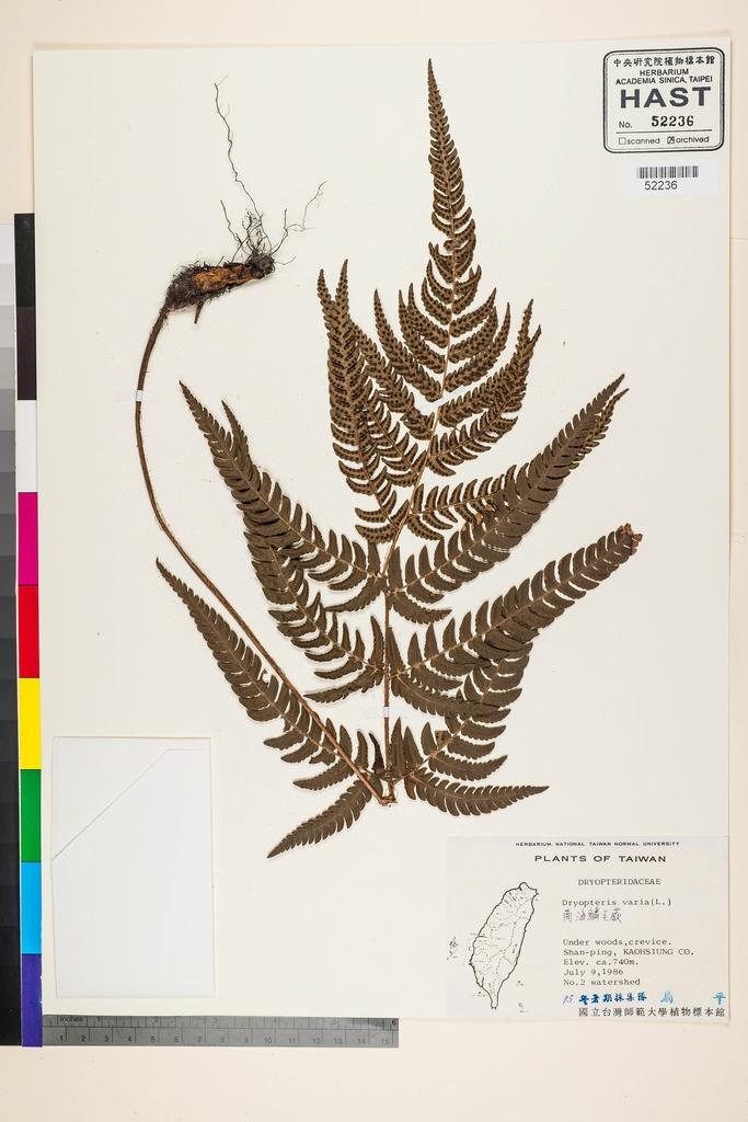 <Unit #92350  | s.n.:: | Dryopteris varia (L.) Kuntze>