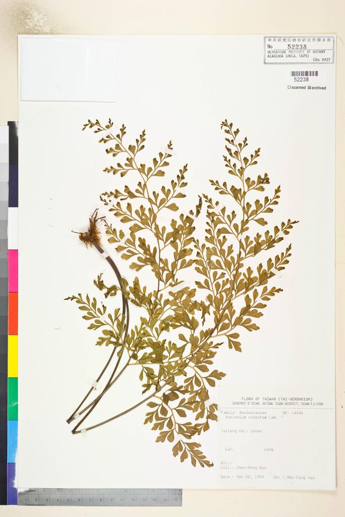 <Unit #82831 Kuo, Chen-Meng | 郭城孟 | 14246:: | Asplenium cuneatum Lam.>