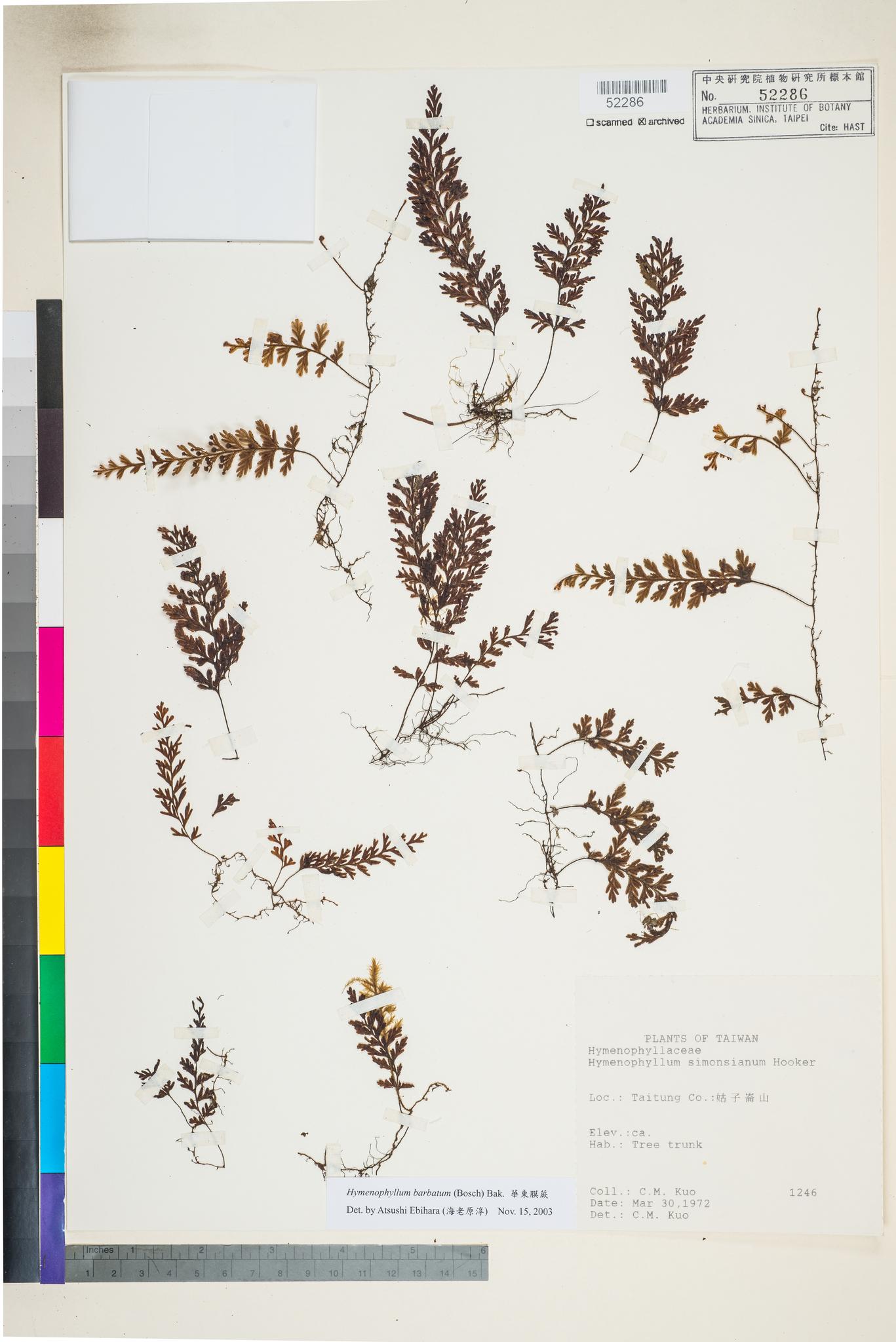 Sample image for viewer