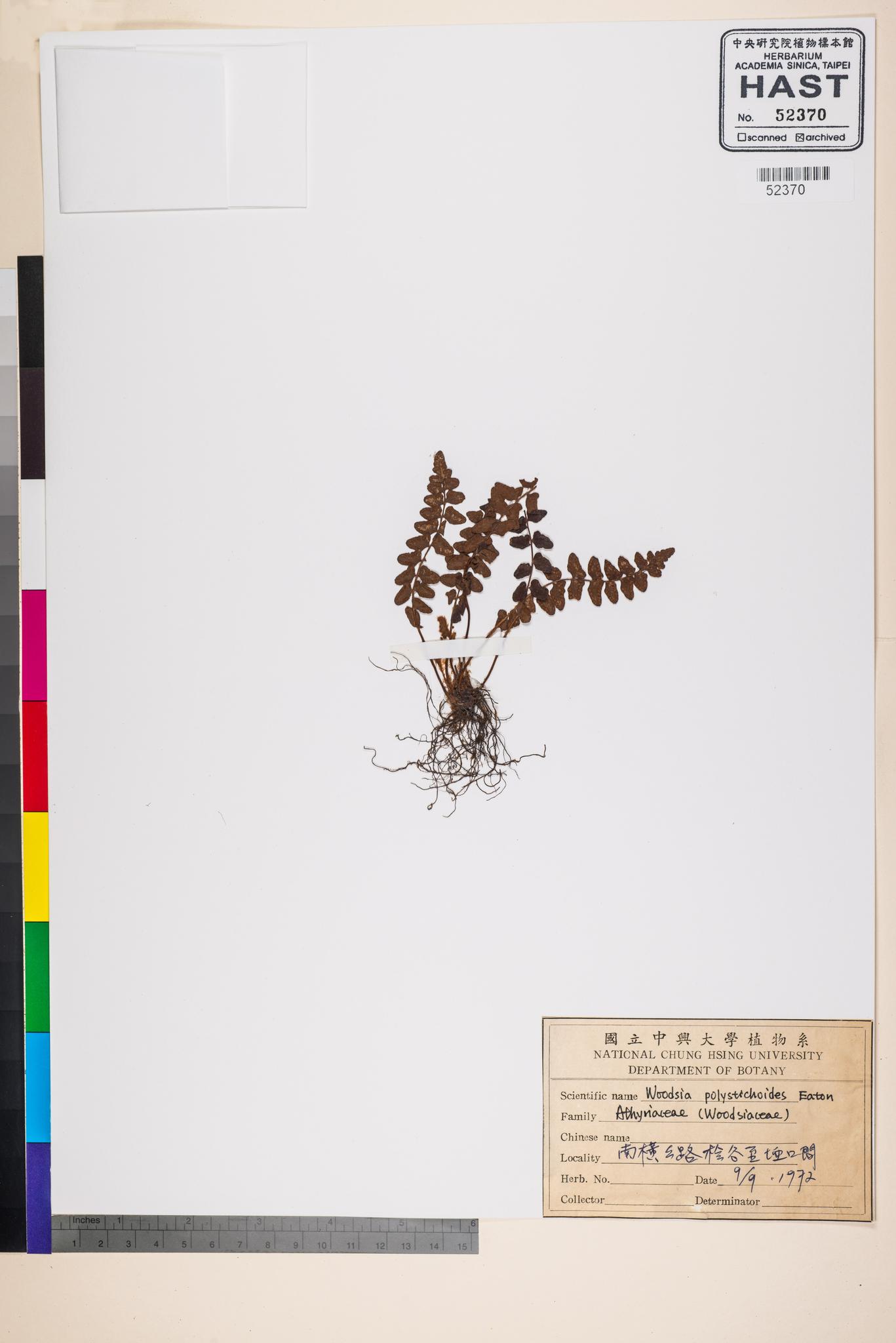 Sample image for viewer