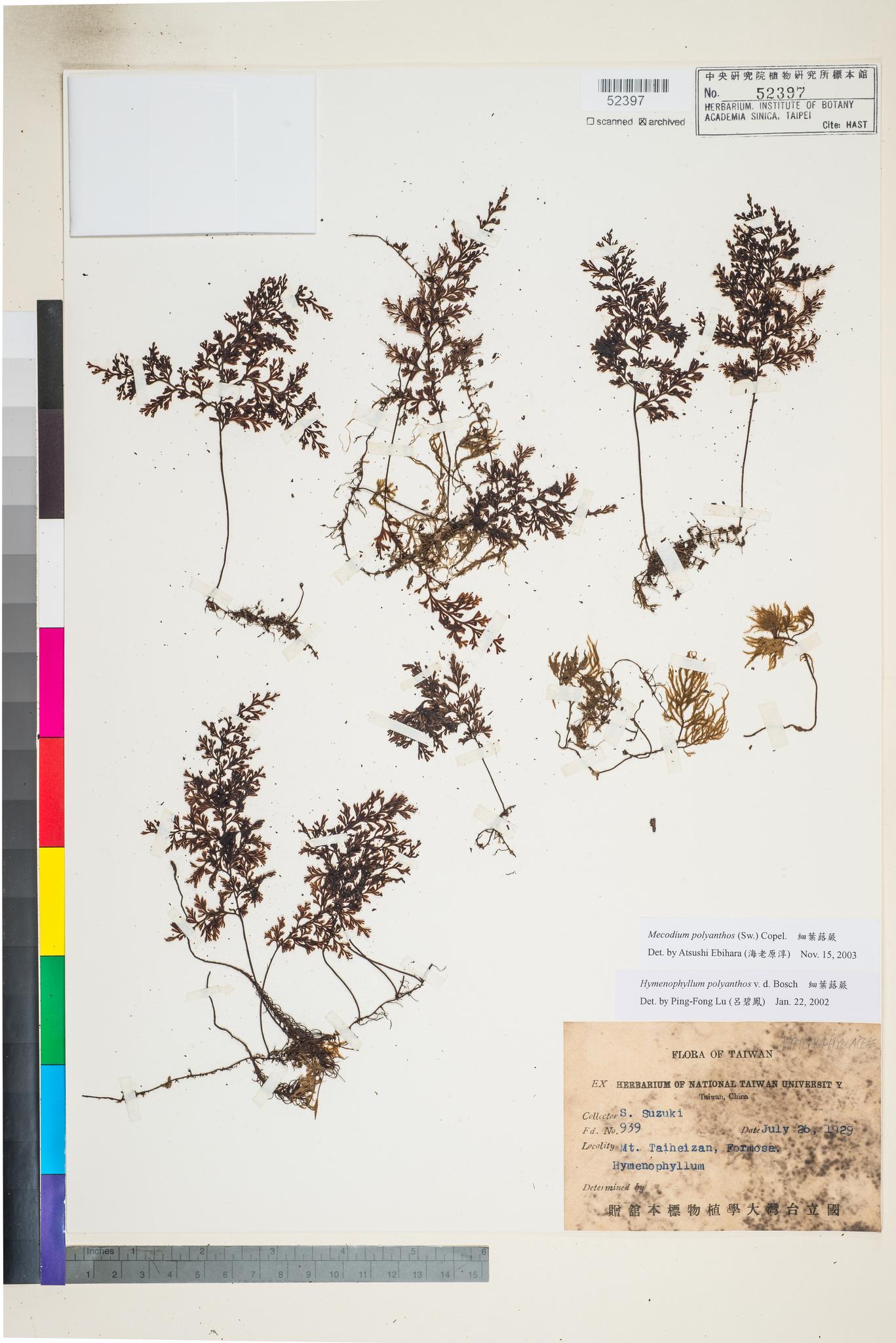 Sample image for viewer