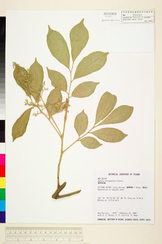 Aglaia chittagonga Miq.